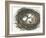 Nesting Eggs I-Samuel Dixon-Framed Art Print