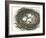 Nesting Eggs I-Samuel Dixon-Framed Art Print