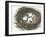 Nesting Eggs I-Samuel Dixon-Framed Art Print