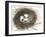 Nesting Eggs III-Samuel Dixon-Framed Art Print