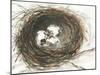 Nesting Eggs III-Samuel Dixon-Mounted Art Print