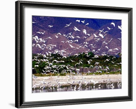 Nesting Egrets at Lago Enriquillo, Dominican Republic, Caribbean-Greg Johnston-Framed Photographic Print