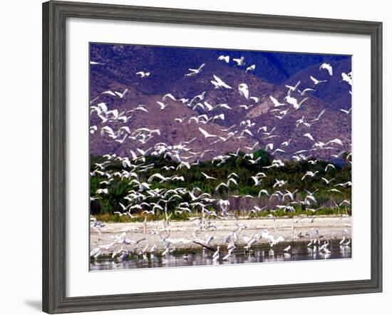 Nesting Egrets at Lago Enriquillo, Dominican Republic, Caribbean-Greg Johnston-Framed Photographic Print