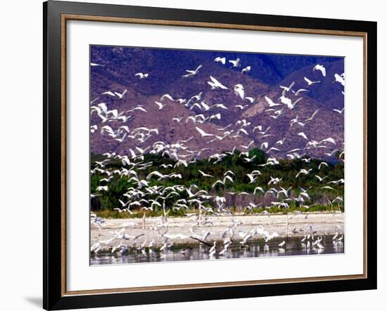 Nesting Egrets at Lago Enriquillo, Dominican Republic, Caribbean-Greg Johnston-Framed Photographic Print
