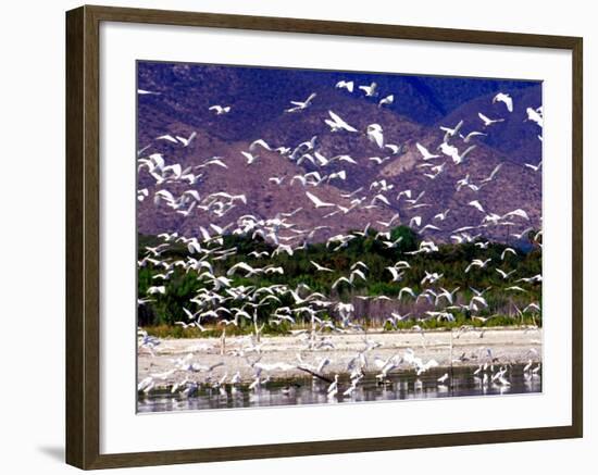 Nesting Egrets at Lago Enriquillo, Dominican Republic, Caribbean-Greg Johnston-Framed Photographic Print