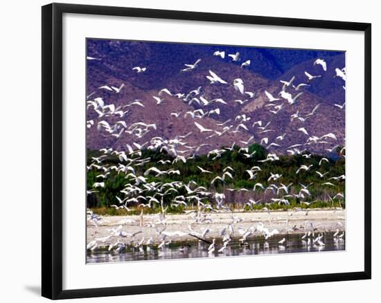 Nesting Egrets at Lago Enriquillo, Dominican Republic, Caribbean-Greg Johnston-Framed Photographic Print