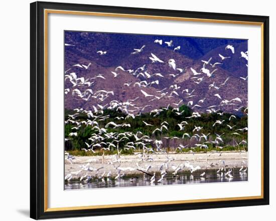 Nesting Egrets at Lago Enriquillo, Dominican Republic, Caribbean-Greg Johnston-Framed Photographic Print