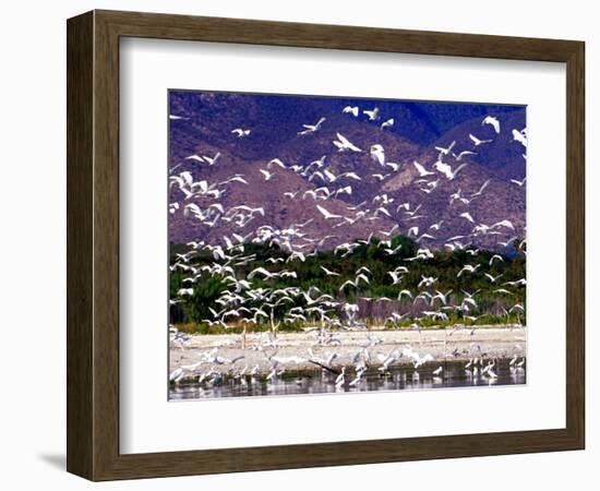 Nesting Egrets at Lago Enriquillo, Dominican Republic, Caribbean-Greg Johnston-Framed Photographic Print