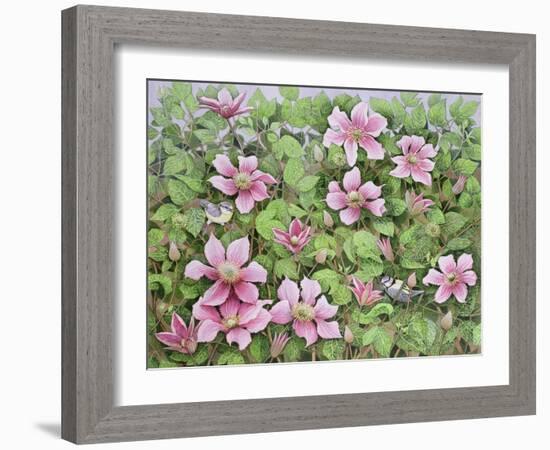 Nesting in Clematis-Pat Scott-Framed Giclee Print