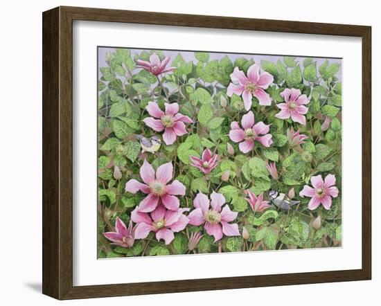 Nesting in Clematis-Pat Scott-Framed Giclee Print