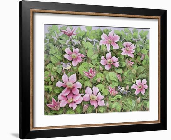 Nesting in Clematis-Pat Scott-Framed Giclee Print