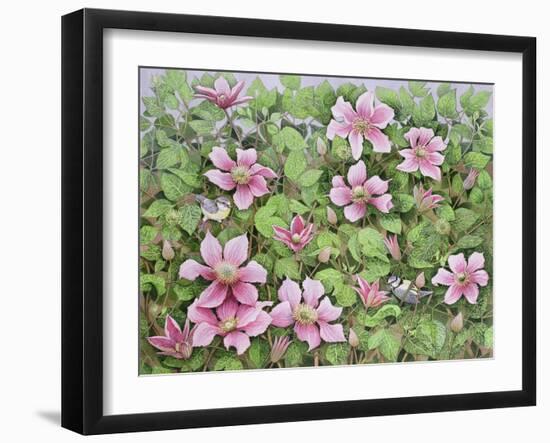 Nesting in Clematis-Pat Scott-Framed Giclee Print