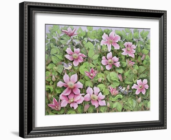 Nesting in Clematis-Pat Scott-Framed Giclee Print