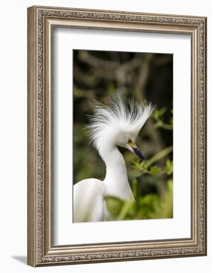 Nesting Snowy Egrets on Alcatraz Island, San Francisco, California, Usa-Chuck Haney-Framed Photographic Print