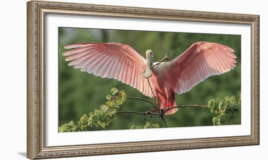 Nesting Spoonbill-Wink Gaines-Framed Giclee Print