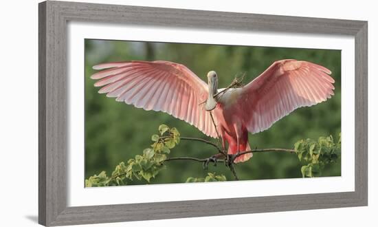 Nesting Spoonbill-Wink Gaines-Framed Giclee Print