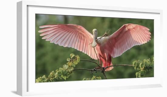 Nesting Spoonbill-Wink Gaines-Framed Giclee Print