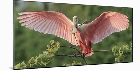 Nesting Spoonbill-Wink Gaines-Mounted Giclee Print