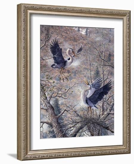 Nesting Time - Great Blue Herons-Jeff Tift-Framed Giclee Print