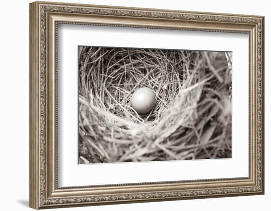 Nesting-Nathan Larson-Framed Photographic Print