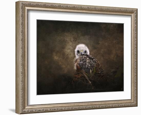 Nestling Baby Red Shouldered Hawk-Jai Johnson-Framed Giclee Print