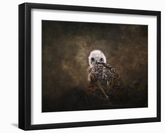 Nestling Baby Red Shouldered Hawk-Jai Johnson-Framed Giclee Print