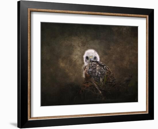 Nestling Baby Red Shouldered Hawk-Jai Johnson-Framed Giclee Print