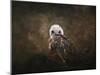 Nestling Baby Red Shouldered Hawk-Jai Johnson-Mounted Giclee Print