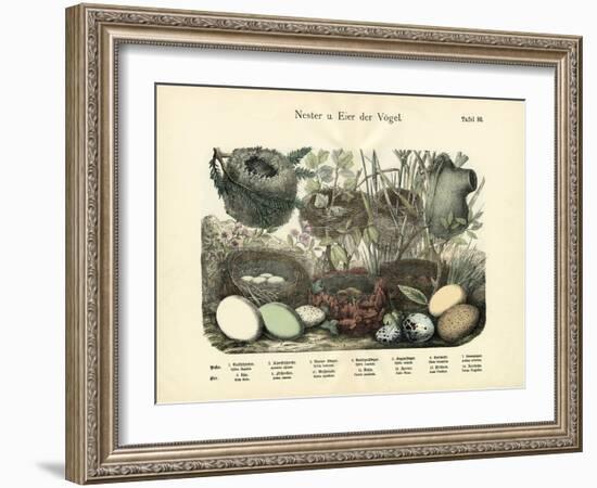 Nests and Eggs, C.1860-null-Framed Giclee Print