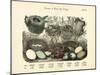 Nests and Eggs, C.1860-null-Mounted Giclee Print