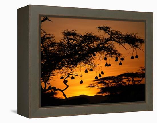 Nests of Spectacled Weaver Hanging from Acacia Trees, Buffalo Springs National Reserve, Kenya-Mitch Reardon-Framed Premier Image Canvas