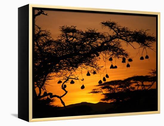 Nests of Spectacled Weaver Hanging from Acacia Trees, Buffalo Springs National Reserve, Kenya-Mitch Reardon-Framed Premier Image Canvas