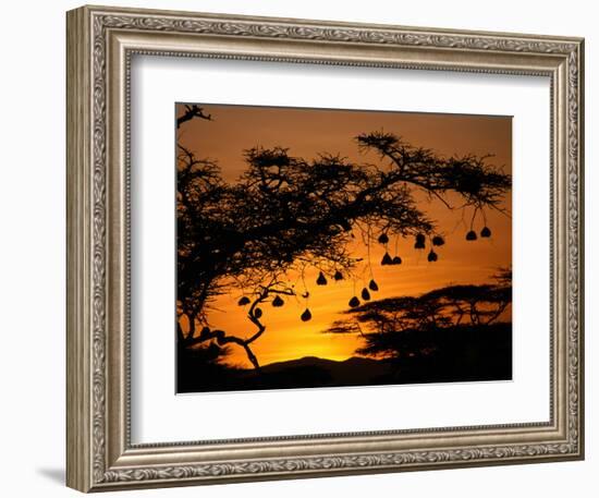 Nests of Spectacled Weaver Hanging from Acacia Trees, Buffalo Springs National Reserve, Kenya-Mitch Reardon-Framed Photographic Print