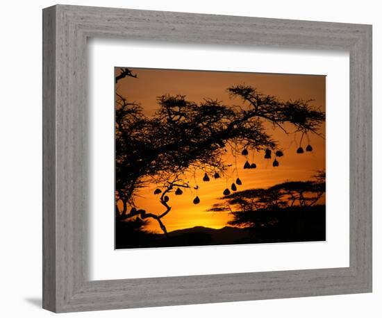 Nests of Spectacled Weaver Hanging from Acacia Trees, Buffalo Springs National Reserve, Kenya-Mitch Reardon-Framed Photographic Print