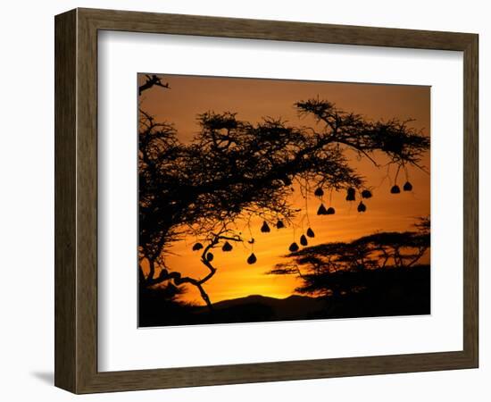 Nests of Spectacled Weaver Hanging from Acacia Trees, Buffalo Springs National Reserve, Kenya-Mitch Reardon-Framed Photographic Print