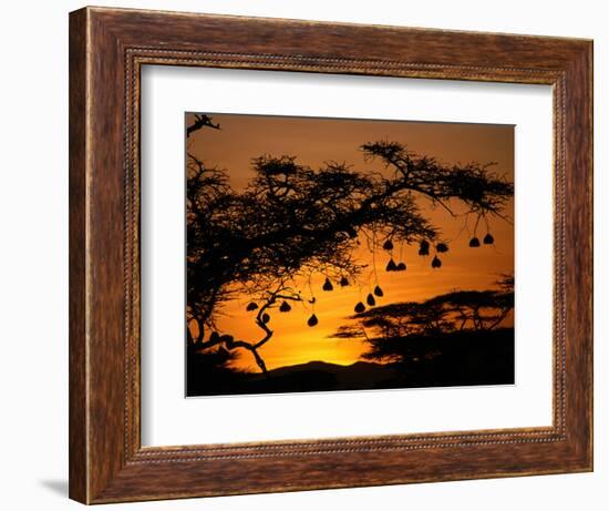 Nests of Spectacled Weaver Hanging from Acacia Trees, Buffalo Springs National Reserve, Kenya-Mitch Reardon-Framed Photographic Print