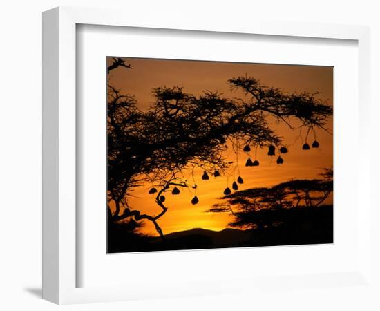 Nests of Spectacled Weaver Hanging from Acacia Trees, Buffalo Springs National Reserve, Kenya-Mitch Reardon-Framed Photographic Print