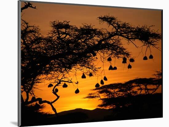 Nests of Spectacled Weaver Hanging from Acacia Trees, Buffalo Springs National Reserve, Kenya-Mitch Reardon-Mounted Photographic Print