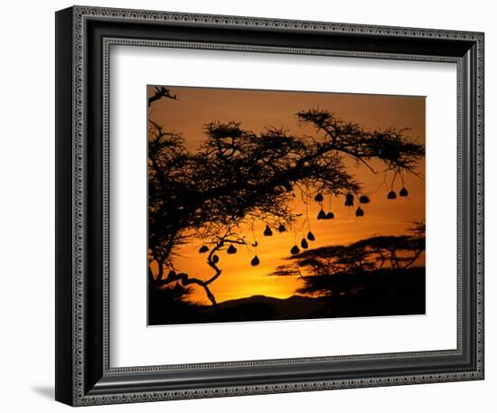 Nests of Spectacled Weaver Hanging from Acacia Trees, Buffalo Springs National Reserve, Kenya-Mitch Reardon-Framed Photographic Print