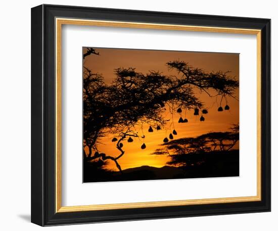 Nests of Spectacled Weaver Hanging from Acacia Trees, Buffalo Springs National Reserve, Kenya-Mitch Reardon-Framed Photographic Print