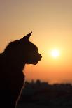 Cat at Sunset in Oia Santorini Greece-Netfalls-Photographic Print