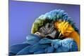 Premium Photographic Print