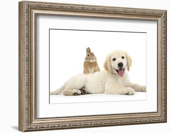 Netherland Cross Rabbit, Looking over the Back of Golden Retriever Dog Puppy, Oscar, 3 Months-Mark Taylor-Framed Photographic Print