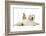 Netherland Cross Rabbit, Looking over the Back of Golden Retriever Dog Puppy, Oscar, 3 Months-Mark Taylor-Framed Photographic Print