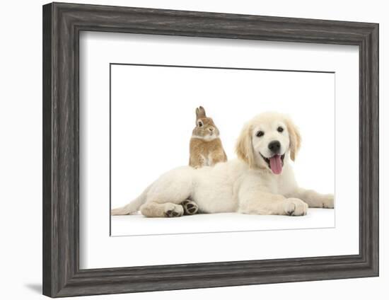 Netherland Cross Rabbit, Looking over the Back of Golden Retriever Dog Puppy, Oscar, 3 Months-Mark Taylor-Framed Photographic Print