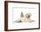 Netherland Cross Rabbit, Looking over the Back of Golden Retriever Dog Puppy, Oscar, 3 Months-Mark Taylor-Framed Photographic Print