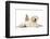 Netherland Cross Rabbit, Looking over the Back of Golden Retriever Dog Puppy, Oscar, 3 Months-Mark Taylor-Framed Photographic Print