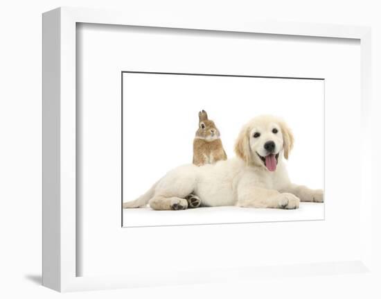 Netherland Cross Rabbit, Looking over the Back of Golden Retriever Dog Puppy, Oscar, 3 Months-Mark Taylor-Framed Photographic Print