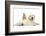 Netherland Cross Rabbit, Looking over the Back of Golden Retriever Dog Puppy, Oscar, 3 Months-Mark Taylor-Framed Photographic Print