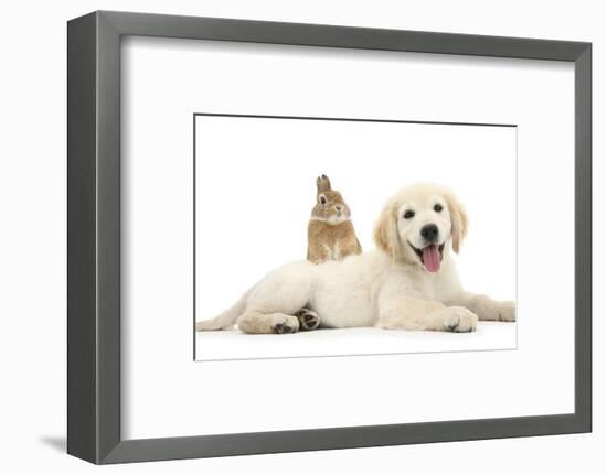 Netherland Cross Rabbit, Looking over the Back of Golden Retriever Dog Puppy, Oscar, 3 Months-Mark Taylor-Framed Photographic Print